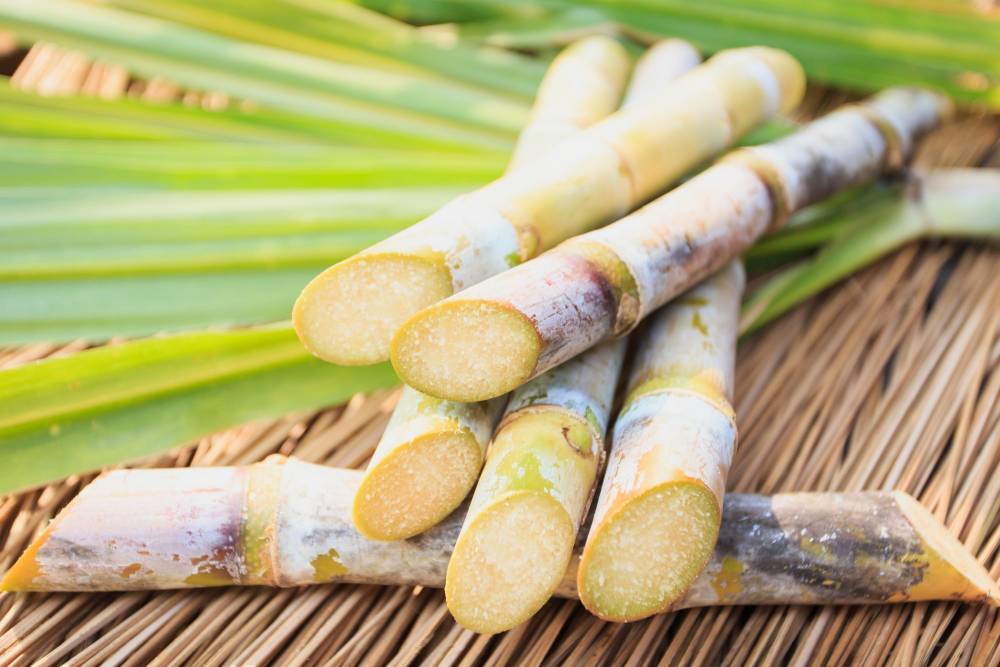 cana de açúcar nordeste